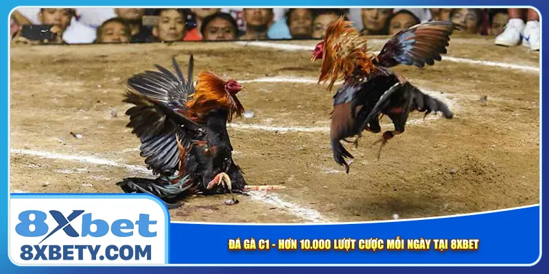 Đá Gà C1 – Hơn 10.000 Lượt Cược Mỗi Ngày Tại 8xbet