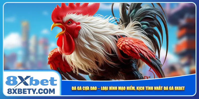Đá gà cựa dao – Loại hình mạo hiểm, kịch tính nhất đá gà 8xbet