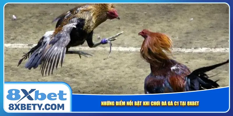 Những điểm nổi bật khi chơi đá gà C1 tại 8xbet