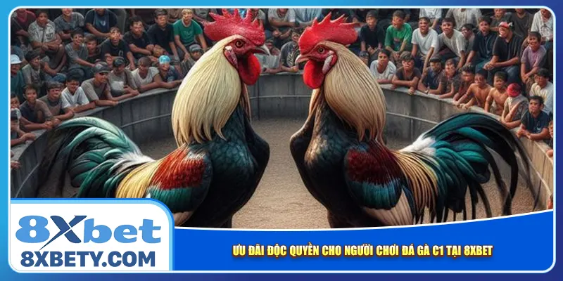 Ưu đãi độc quyền cho người chơi Đá gà C1 tại 8xbet
